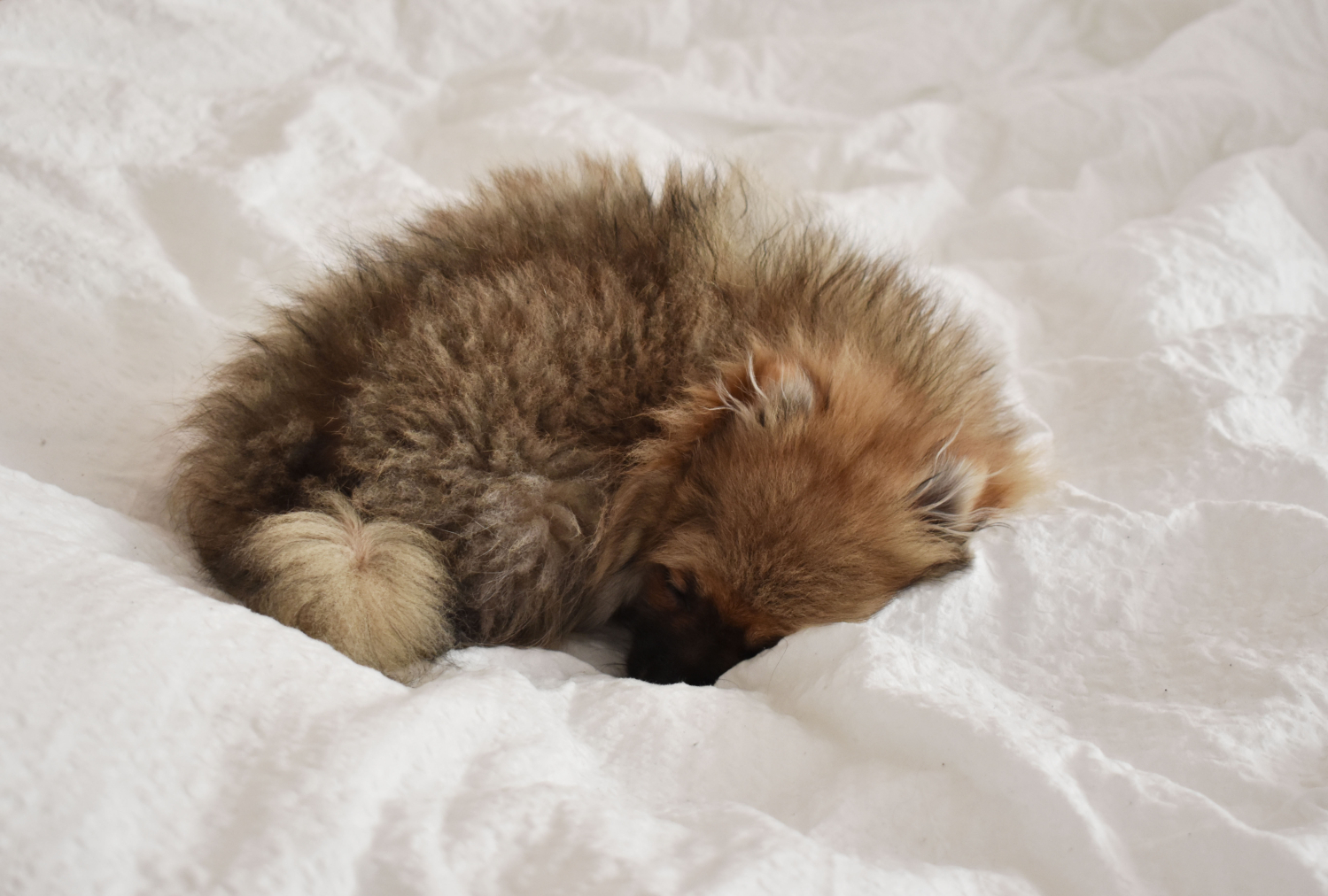 Valp sover